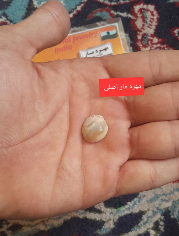 نمونه مهره از فاصله نزدیک در کف دست