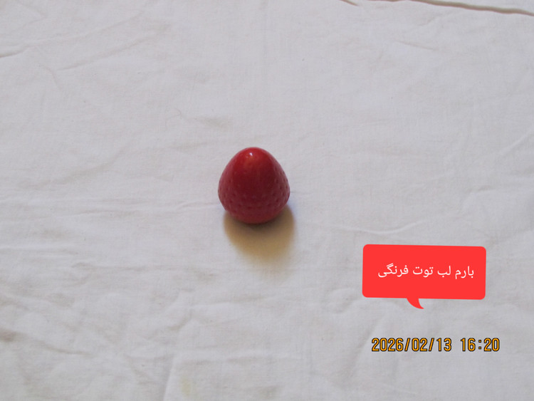 خرید بارم لب توت فرنگی